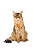 CAT 01 JE0067 01
Somali Cat Sitting On White Seamless