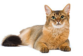 CAT 01 JE0068 01
Somali Cat Laying On White Seamless
