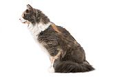 CAT 01 JE0069 01
Turkish Angora Cat Sitting On White Seamless Profile