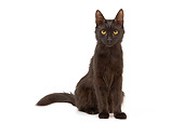 CAT 01 JE0070 01
Black Turkish Angora Cat Sitting On White Seamless