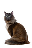 CAT 01 JE0072 01
Black Norwegian Forest Cat Sitting On White Seamless