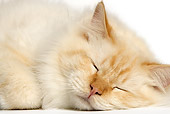 CAT 01 JE0073 01
Close-Up Of Burmese Cat Sleeping On White Seamless