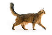 CAT 01 JE0076 01
Somali Cat Walking On White Seamless Profile