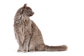CAT 01 JE0077 01
Alley Cat Sitting On White Seamless
