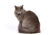 CAT 01 JE0078 01
Alley Cat Sitting On White Seamless