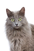 CAT 01 JE0079 01
Head Shot Of Alley Cat On White Seamless