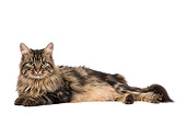 CAT 01 JE0080 01
Alley Cat Laying On White Seamless