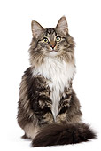 CAT 01 JE0081 01
Norwegian Forest Cat Sitting On White Seamless