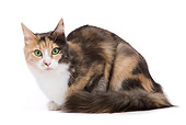 CAT 01 JE0082 01
Turkish Angora Cat Laying On White Seamless