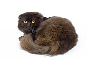 CAT 01 JE0086 01
Chocolate Highland Fold Laying On White Seamless