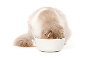 CAT 01 JE0087 01
Highland Fold Sitting On White Seamless Drinking From Bowl