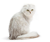 CAT 01 JE0088 01
Highland Fold Sitting On White Seamless