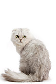 CAT 01 JE0089 01
Highland Fold Sitting On White Seamless