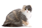 CAT 01 JE0090 01
Calico Highland Fold Sitting On White Seamless