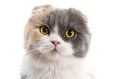 CAT 01 JE0091 01
Head Shot Of Calico Highland Fold On White Seamless