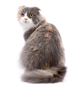 CAT 01 JE0092 01
Calico Highland Fold Sitting On White Seamless