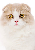 CAT 01 JE0094 01
Head Shot Of Highland Fold On White Seamless