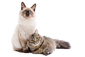 CAT 01 JE0096 01
Two Siberian Cats On White Seamless