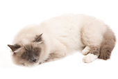 CAT 01 JE0099 01
Birman Cat Sleeping On White Seamless