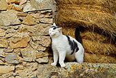 CAT 01 JE0100 01
Alley Cat Rubbing Against Stone Wall By Hay Bales