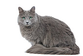 CAT 01 JE0101 01
Nebelung Sitting On White Seamless