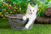 CAT 01 JE0103 01
Turkish Angora Sitting In Metal Bucket In Garden
