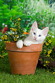 CAT 01 JE0104 01
Turkish Angora Sitting In Flower Pot In Garden