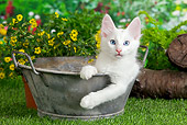 CAT 01 JE0105 01
Turkish Angora Sitting In Metal Bucket In Garden