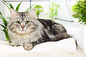 CAT 01 JE0106 01
Siberian Cat Laying On White Cushion By Plants