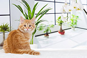 CAT 01 JE0107 01
Orange Siberian Cat Sitting On White Cushion By Plants
