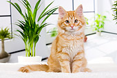 CAT 01 JE0109 01
Orange Siberian Cat Sitting On White Cushion By Plants