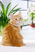 CAT 01 JE0110 01
Orange Siberian Cat Sitting On White Cushion By Plants