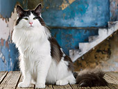 CAT 01 JE0113 01
Norwegian Forest Cat Sitting By Old Wooden Stairs