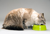 CAT 01 JE0114 01
Alley Cat Eating Food From Green Bowl On White Seamless