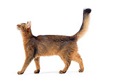 CAT 01 JE0116 01
Somali Cat Walking On White Seamless Profile