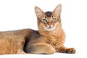CAT 01 JE0117 01
Close-Up Of Somali Cat Laying On White Seamless