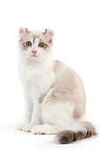 CAT 01 JE0118 01
American Curl Sitting On White Seamless