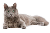 CAT 01 JE0121 01
Nebelung Laying On White Seamless