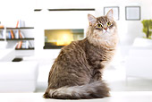 CAT 01 JE0124 01
Siberian Cat Sitting In Room With Fireplace