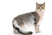 CAT 01 JE0126 01
Blue Somali Cat Standing On White Seamless