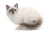 CAT 01 JE0127 01
Burmese Cat Crouching On White Seamless