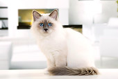 CAT 01 JE0128 01
Burmese Cat Sitting In Room With Fireplace