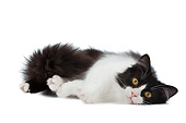 CAT 01 JE0131 01
Munchkin Cat Laying On White Seamless