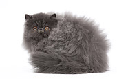 CAT 01 JE0132 01
Blue Persian Cat Laying On White Seamless