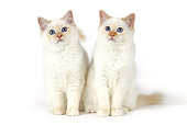 CAT 01 JE0133 01
Two Birman Cats Sitting On White Seamless
