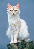 CAT 01 JS0001 01
Somali Silver Sorrel Cat Sitting On Stump In Studio