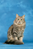 CAT 01 KH0001 01
Silver Tabby Turkish Angora Sitting Studio
