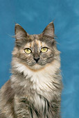 CAT 01 KH0002 01
Shoulder Shot Of Silver Torbie Turkish Angora Sitting Studio