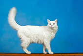 CAT 01 KH0003 01
White Turkish Angora Standing Studio