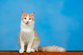 CAT 01 KH0004 01
Orange Tabby Turkish Angora Sitting Studio